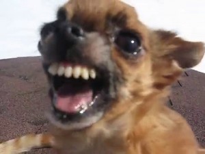 Create meme: angry dog Chihuahua, evil Chihuahua, scary Chihuahua