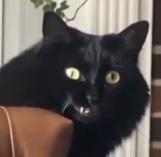 Create meme: black cat , black cat , the half-breed cat is black