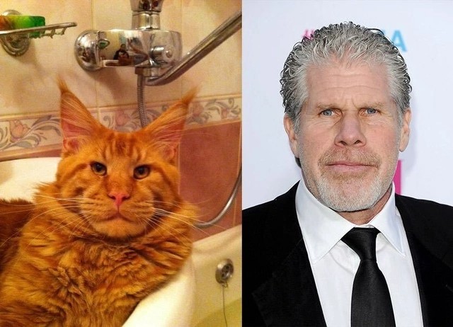 Create meme: Ron Perlman and Maine Coon, Maine Coon looks like actor Ron Perlman, Maine Coon and actor Ron Perlman