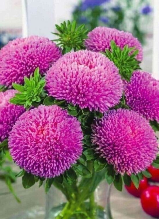 Create meme: astra balloon pink, aster annual, spherical perennial aster