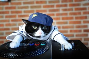 Create meme: kedi, kitty, dj cat