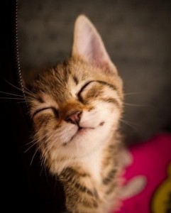 Create meme: cute cats, cat winks, kitty smiles