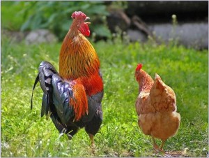 Create meme: Loman brown, hen, breed