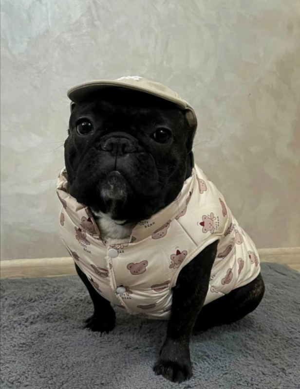 Create meme: French bulldog , clothing for French bulldog, French bulldog uncropped