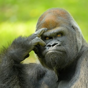 Create meme: sad gorilla, mountain gorilla