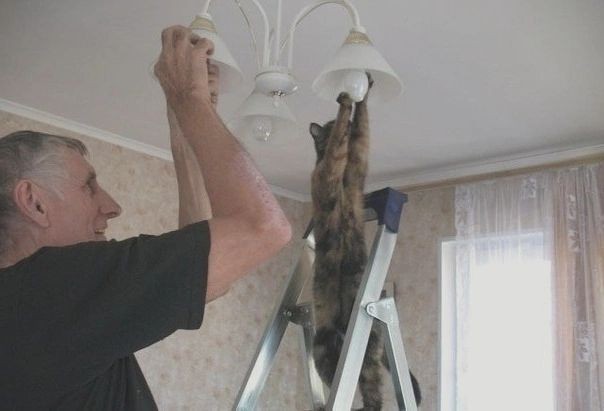 Create meme: funny animals , the cat screws in the light bulb, electrician's cats