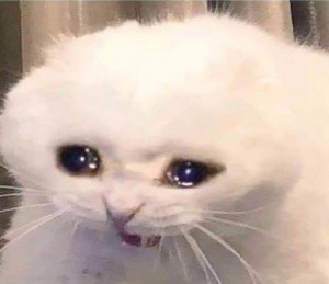 Create meme: crying cat, the cat is crying, crying cat meme