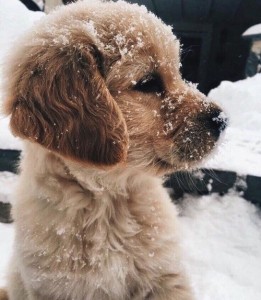 Создать мем: животные, golden retriever puppy, и животные