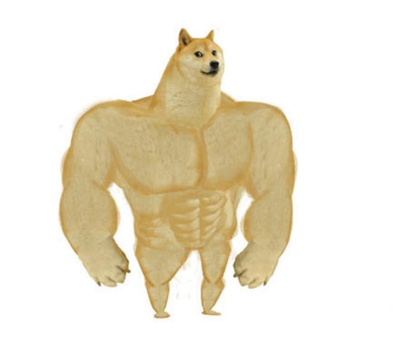 Create meme: Jock the dog and you learn the pattern, dog meme jock, doge meme Jock