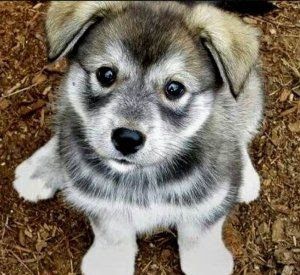 Create meme: husky puppies, Siberian husky