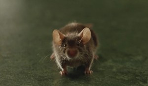 Create meme: little mouse, mouse