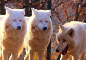 Create meme: wolf meme, wolf, The Samoyed