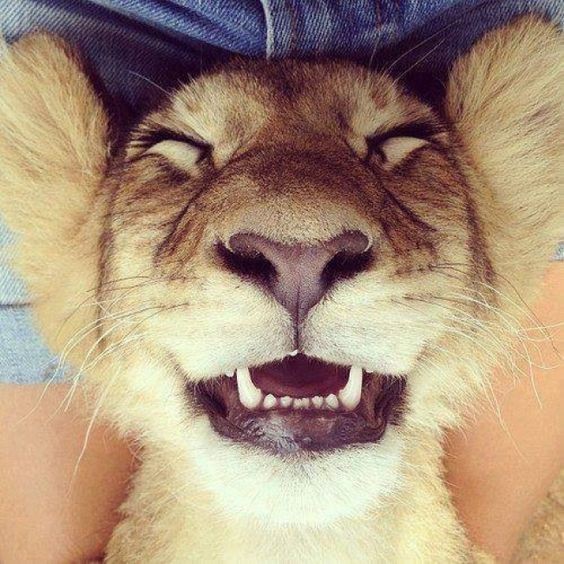 Create meme: the smiling lion, animals with a smile, smile of a lion