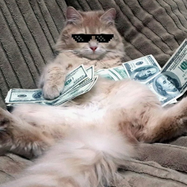 Создать мем: богатый кот, денежный кот, котик и деньги