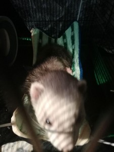 Create meme: house pet,, Freda, ferret 3 months pictures