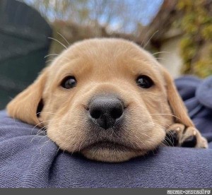 Create meme: Labrador puppy, Labrador , Labrador Retriever 