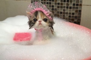Создать мем: кошка в ванне, кошка в ванной, кот в ванной