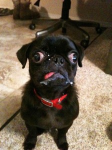 Create meme: black pug, pug, cross-eyed pug