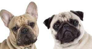 Create meme: pug , breed French bulldog , French bulldog 