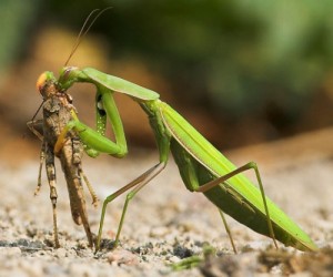 Create meme: the female praying mantis, insects, insect