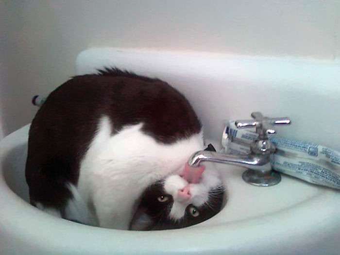 Create meme: the cat drinks from the tap, the cat in the sink , cat 