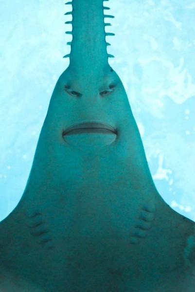 Create meme: saw fish bottom view, sharks and rays, pilonos shark