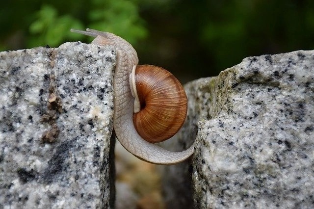 Create meme: The slow snail, grape snail, You're going to drive on more quietly