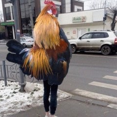 Создать мем: курица, rooster, куры брама