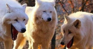 Create meme: wolf wolf, wolves white