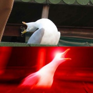 Create meme: seagull, pattern of seagulls, meme laughing gull