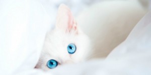 Create meme: blue, cat eye, cat blue