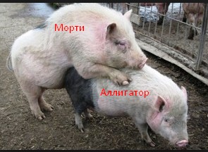 Create meme: pig, photo of dwarf pigs, mating pigs