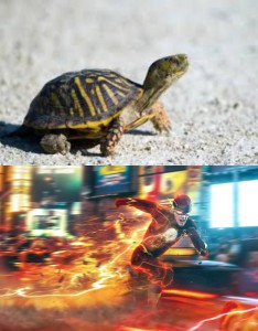 Create meme: box turtle, turtle