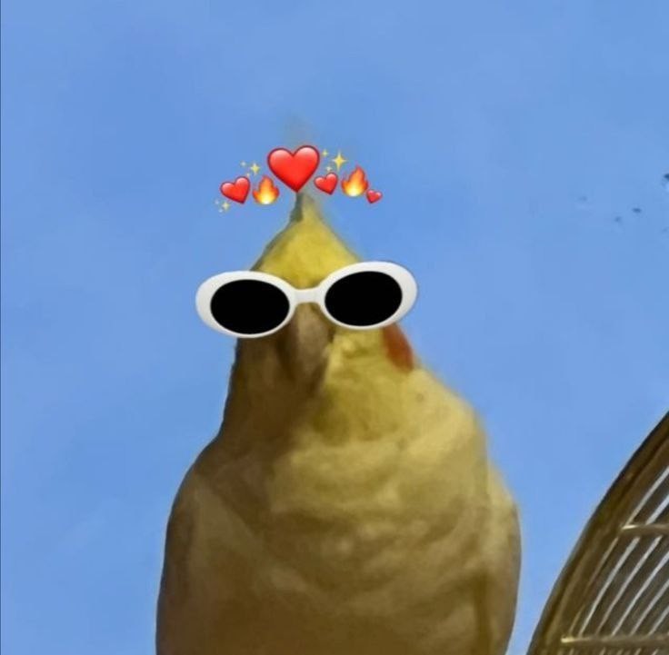 Create meme: parrot glasses, meme parrot , bird meme