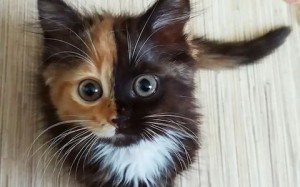 Create meme: cat, two-faced cat, cat with two faces