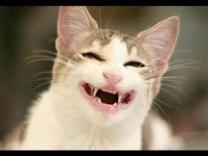 Создать мем: кошка мяучит, кот смешной, улыбка кошки