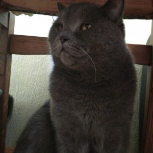 Create meme: British Shorthair, breed British, cat British