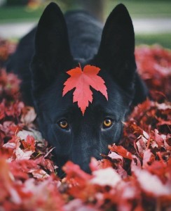 Создать мем: собачки красивые, подборка, рыжая осень