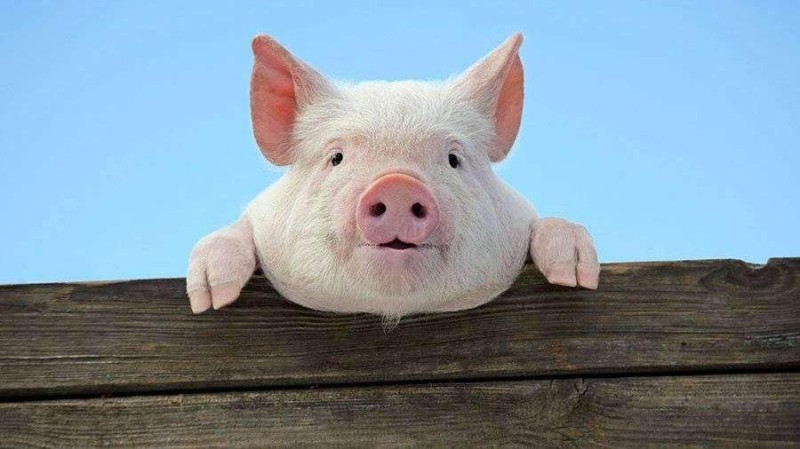 Create meme: domestic pig, domestic piglet, Achs pigs