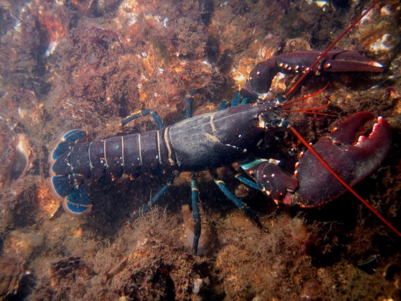 Create meme: european lobster, american lobster, omar omarov