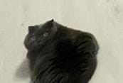 Создать мем: черный пушистый кот, кошечка, черный кот