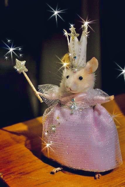 Создать мем: живая мышка, крыса в платье, крыса в платье и с волшебной