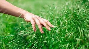 Create meme: touching the grass, grass for the lawn, touch grass