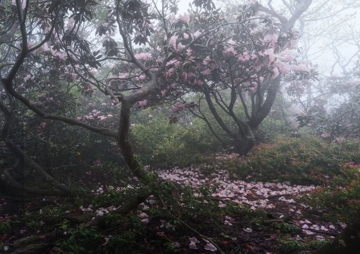 Create meme: rhododendron bush, rhododendron aesthetics, landscape 