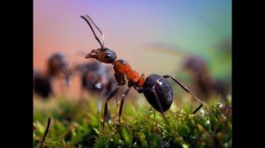Create meme: in the spring ants, large ants, the ant macro