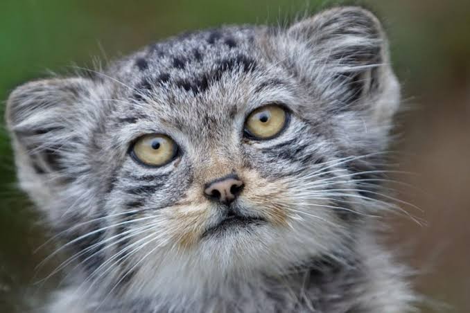 Create meme: cat manul , Manula, wild cat manul