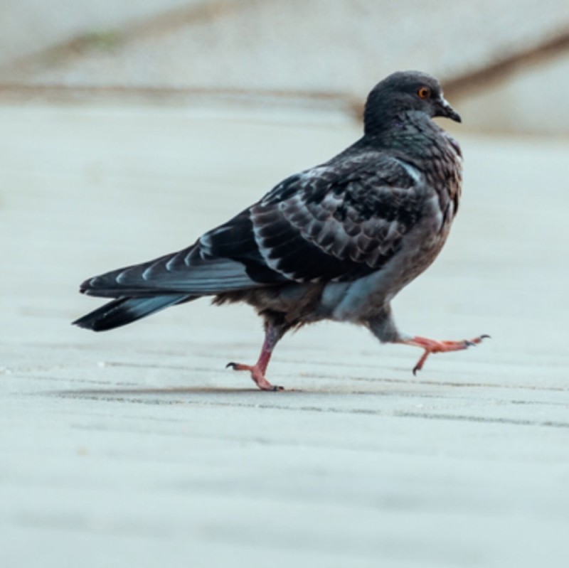 Create meme: pigeons doves, domestic pigeon, pigeons birds