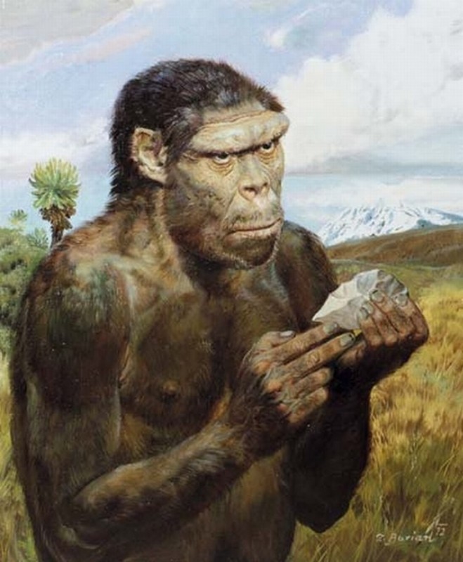 Create meme: australopithecus homo erectus, illustration, Australopithecus Africanus!