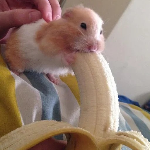 Create meme: hamster and banana, hamsters , cat 