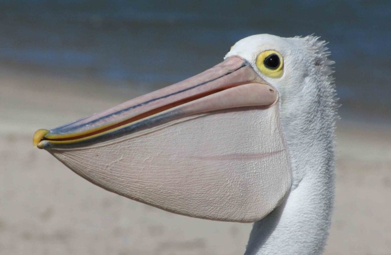 Create meme: pelican bird, pelican's beak, pelican and